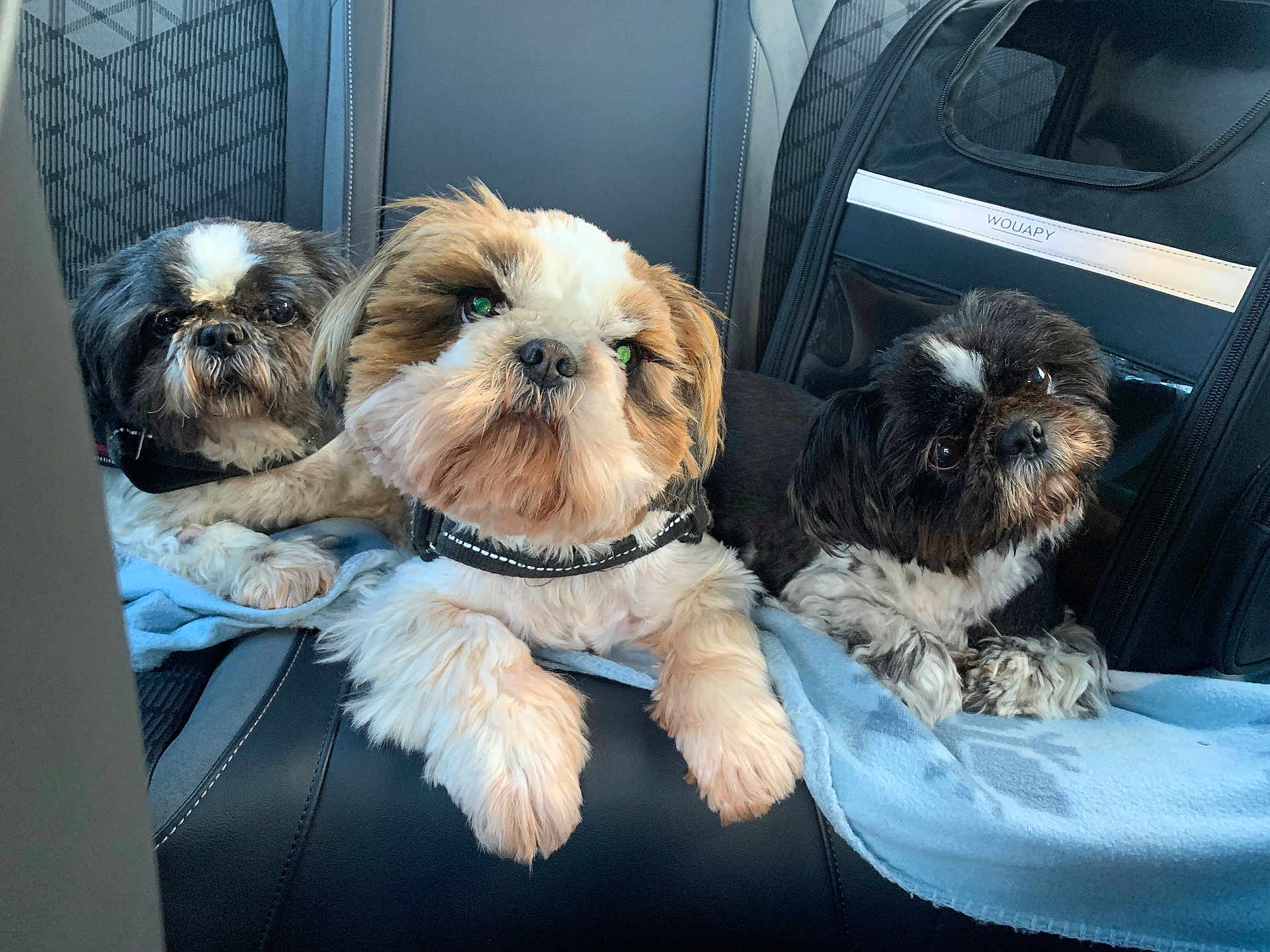 Stella participe au concours pour gagner de l'argent avec cette photo : dog, pet, car_seat, blanket, fur, cute, animal, indoor, black, white, brown, small_dog, shih_tzu, leash, resting, looking, three_animals, companion, closeup, comfort