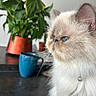 Sandrine Huvelin a rejoint le concours — aidez-le/la à gagner de superbes lots ! cat, fluffy, long_hair, blue_eyes, cream_fur, white_fur, pet, animal, portrait, close_up, sitting, indoor, houseplant, green_leaves, flower_pot, blue_mug, table, kitchen, whiskers, feline