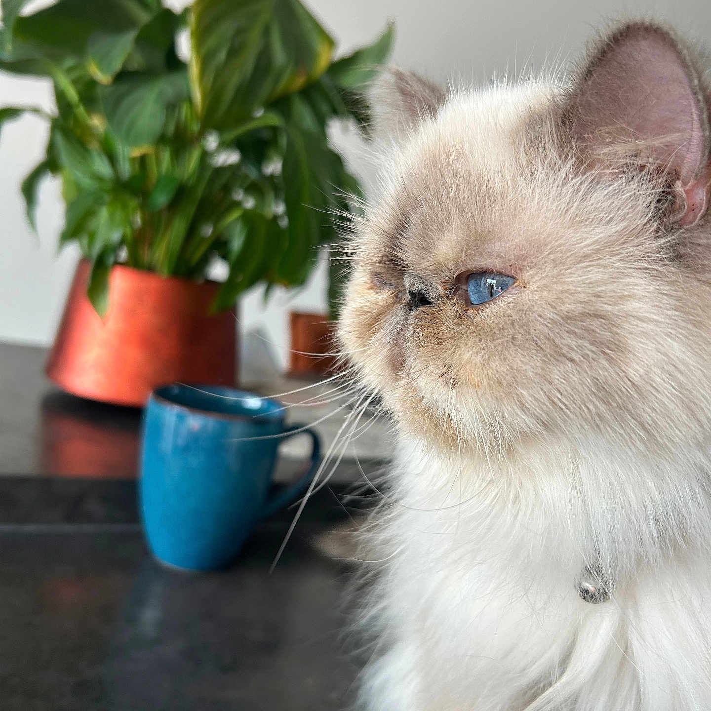Sandrine Huvelin a rejoint le concours — aidez-le/la à gagner de superbes lots ! cat, fluffy, long_hair, blue_eyes, cream_fur, white_fur, pet, animal, portrait, close_up, sitting, indoor, houseplant, green_leaves, flower_pot, blue_mug, table, kitchen, whiskers, feline