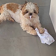 Sandrine Huvelin participe au concours pour gagner de l'argent avec cette photo : dog, small_dog, fluffy, shih_tzu, white_and_brown, long_hair, lying_down, floor, tile, indoor, pet, companion_animal, paws, tongue, looking_at_camera, paper, bag, home, portrait, funny