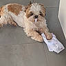 bag, companion_animal, dog, floor, fluffy, funny, home, indoor, long_hair, looking_at_camera, lying_down, paper, paws, pet, portrait, shih_tzu, small_dog, tile, tongue, white_and_brown