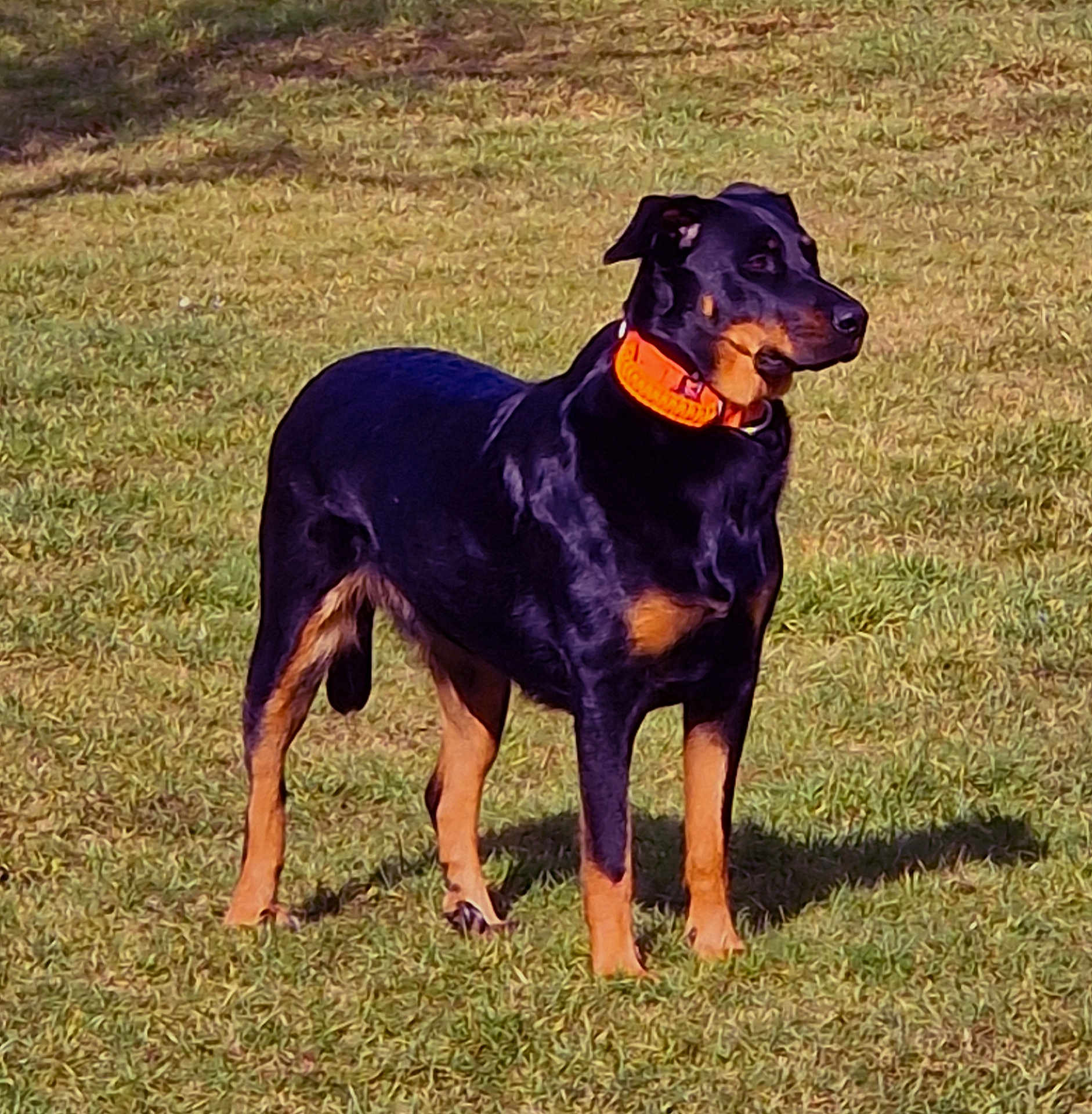 Tupak participe au concours pour gagner de l'argent avec cette photo : alert, black_coat, brown_markings, canine, collar, doberman, dog, ears, field, grass, mammal, nature, orange_collar, outdoor, pet, portrait, shadow, standing, sunlight, tail