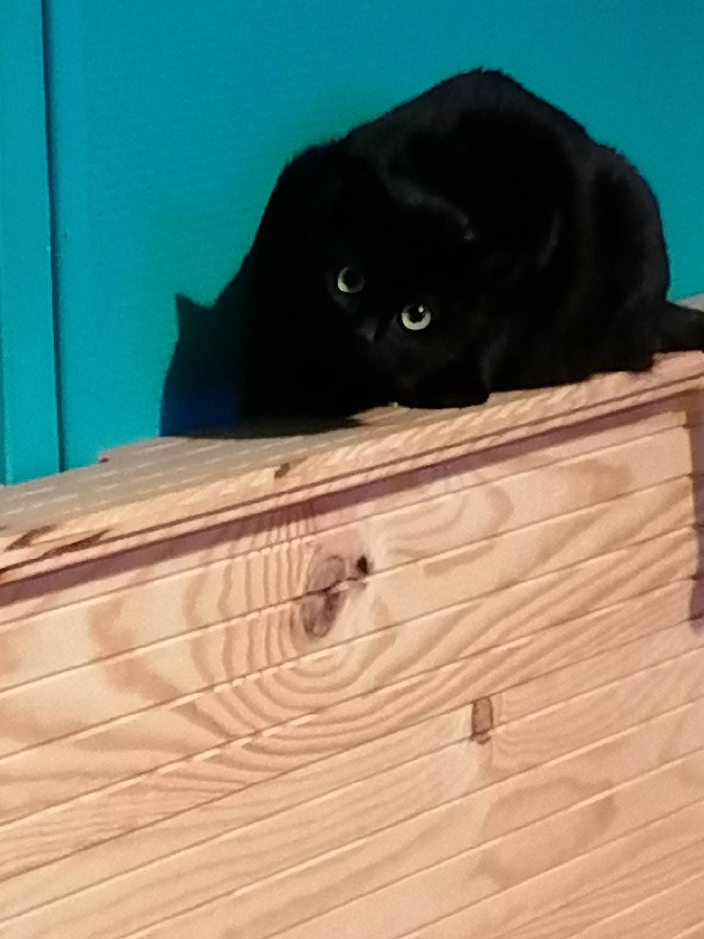 Eclipse participe au concours pour gagner de l'argent avec cette photo : black_cat, bombay, carnivore, cat, comfort, domestic_short_haired_cat, door, electric_blue, felidae, flooring, fur, hardwood, plywood, small_to_medium_sized_cats, snout, tail, terrestrial_animal, whiskers, wood, wood_stain