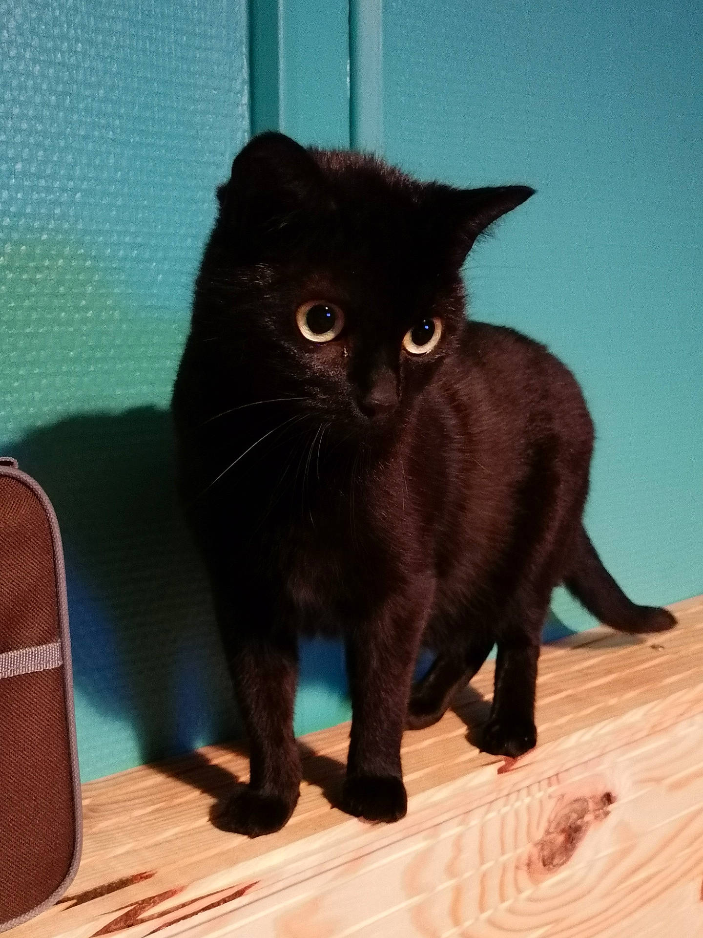 Eclipse participe au concours pour gagner de l'argent avec cette photo : black_cat, bombay, carnivore, cat, claw, domestic_short_haired_cat, felidae, fur, hardwood, paw, small_to_medium_sized_cats, snout, tail, terrestrial_animal, whiskers, wood