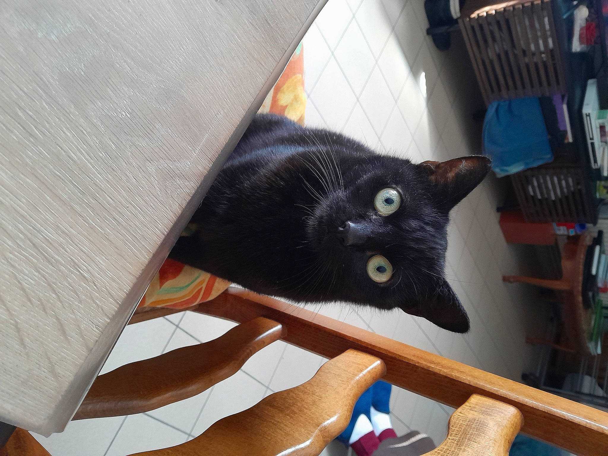 Eclipse a rejoint le concours — aidez-le/la à gagner de superbes lots ! black_cat, bombay, carnivore, cat, cat_supply, chair, comfort, domestic_short_haired_cat, felidae, fur, furniture, hardwood, linens, room, shelf, small_to_medium_sized_cats, tail, textile, whiskers, wood