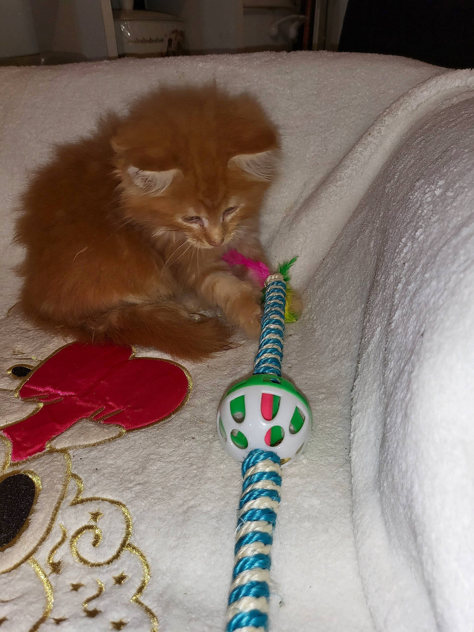 Sweeny participe au concours pour gagner de l'argent avec cette photo : carnivore, cat, cat_toy, child, claw, companion_dog, domestic_short_haired_cat, fashion_accessory, fawn, felidae, flooring, fur, linens, mammal, nail, paw, small_to_medium_sized_cats, tail, textile, whiskers