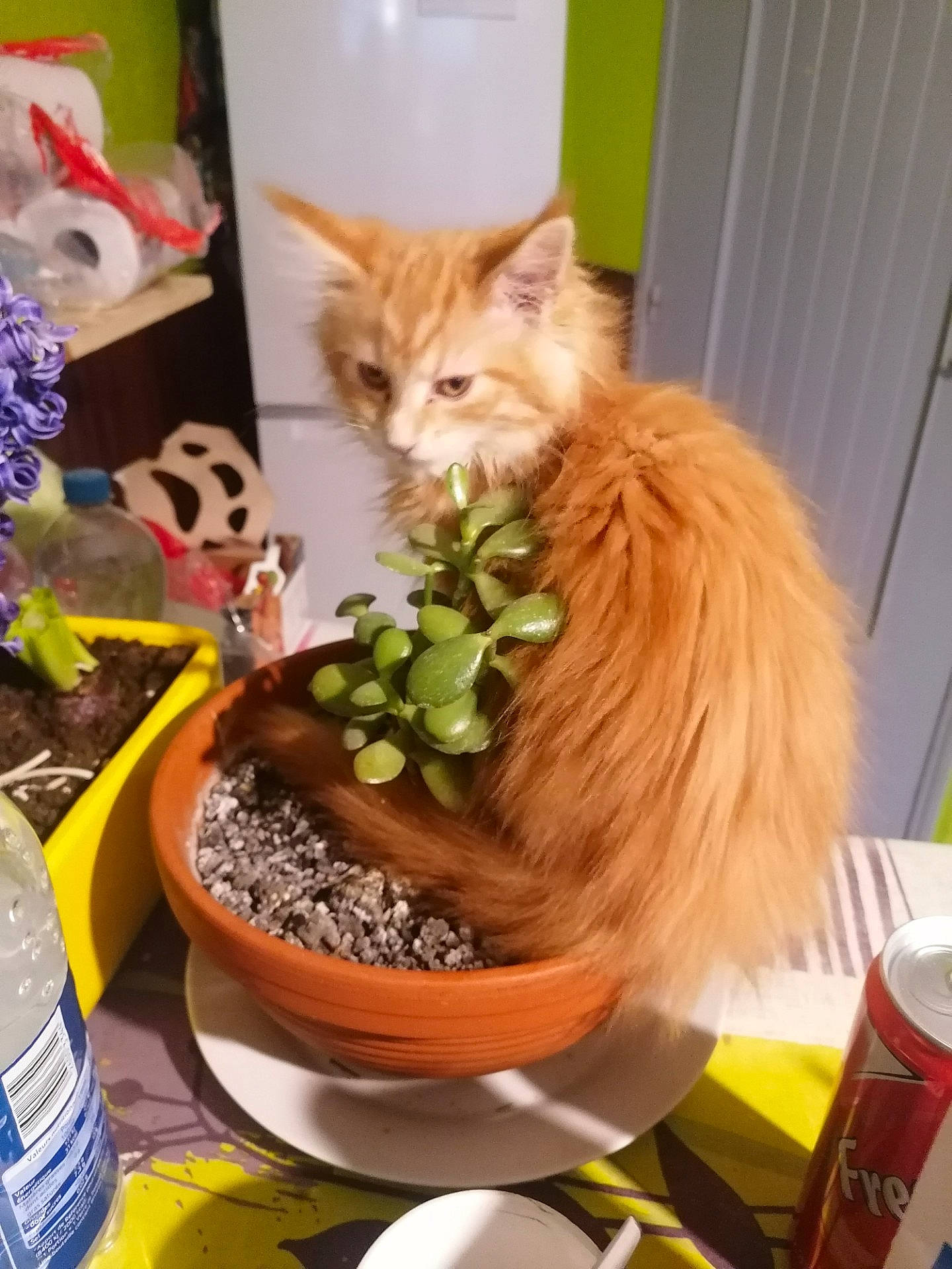 Sweeny a rejoint le concours — aidez-le/la à gagner de superbes lots ! aluminum_can, annual_plant, carnivore, cat, cat_supply, domestic_short_haired_cat, fawn, felidae, flowerpot, fur, grass, herb, houseplant, pet_supply, plant, small_to_medium_sized_cats, tail, tin_can, whiskers, yellow