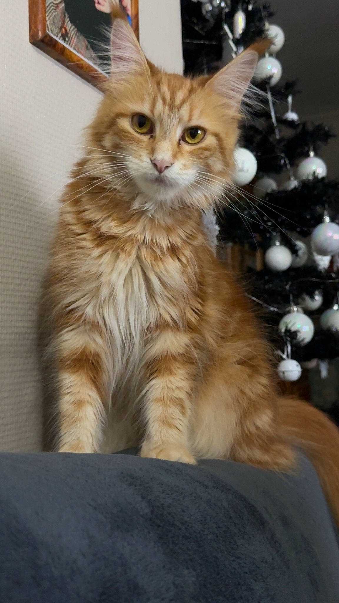 Sweeny a rejoint le concours — aidez-le/la à gagner de superbes lots ! carnivore, cat, christmas_decoration, christmas_tree, claw, conifer, domestic_short_haired_cat, event, fawn, felidae, fur, maine_coon, ornament, plant, sitting, small_to_medium_sized_cats, tail, tree, whiskers, wood