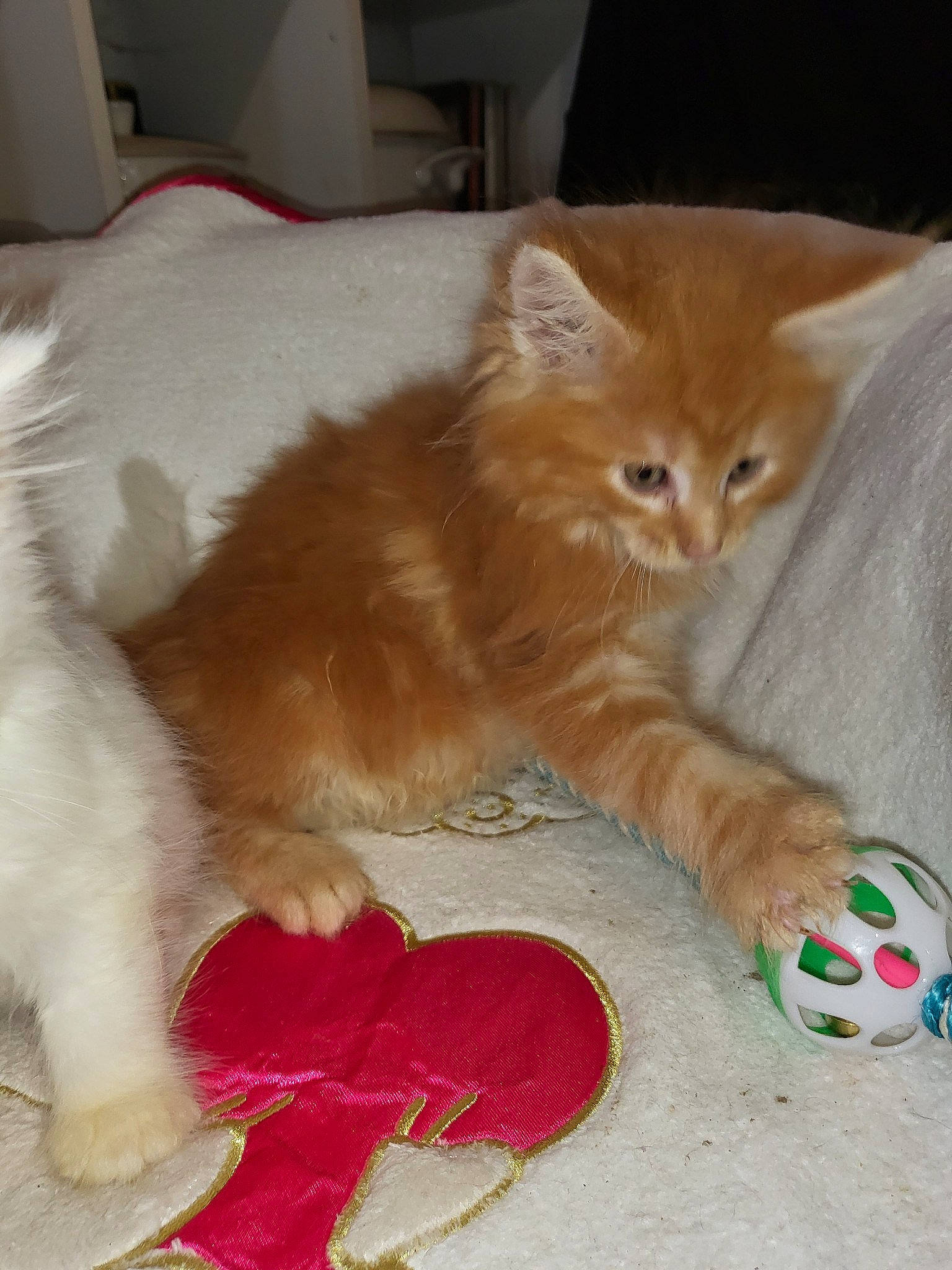 Sweeny a rejoint le concours — aidez-le/la à gagner de superbes lots ! carnivore, cat, cat_supply, cat_toy, claw, comfort, companion_dog, dog_breed, domestic_short_haired_cat, fawn, felidae, flooring, foot, fur, paw, pet_supply, small_to_medium_sized_cats, snout, tail, whiskers