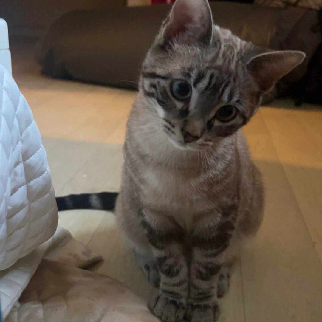 Sultan participe au concours pour gagner de l'argent avec cette photo : animal, blanket, blue_eyes, cat, cozy, curious, cute, domestic_animal, ears, feline, floor, fur_pattern, head_tilt, indoor, kitten, pet, quizzical, sitting, striped_fur, wooden_floor