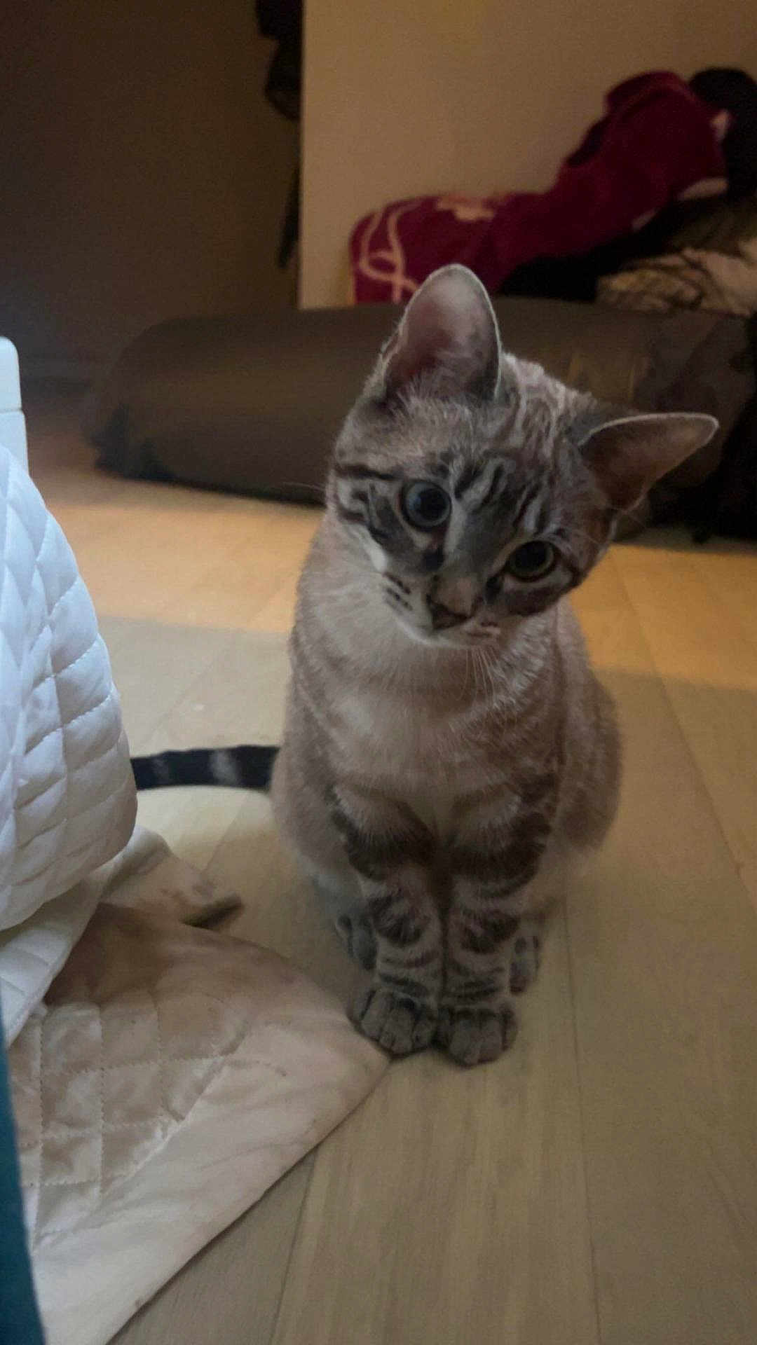 Sultan participe au concours pour gagner de l'argent avec cette photo : cat, kitten, pet, indoor, floor, curious, blue_eyes, striped_fur, head_tilt, quizzical, feline, domestic_animal, cozy, blanket, wooden_floor, sitting, cute, animal, fur_pattern, ears