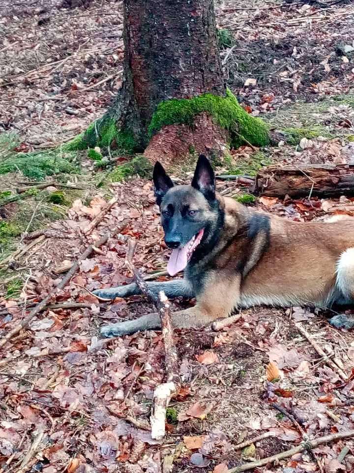 Arès a rejoint le concours — aidez-le/la à gagner de superbes lots ! adventure, canidae, carnivore, dog, dog_breed, dog_hiking, forest, herding_dog, plant, recreation, snout, soil, sporting_group, tree, trunk, wood, woodland, working_animal, working_dog