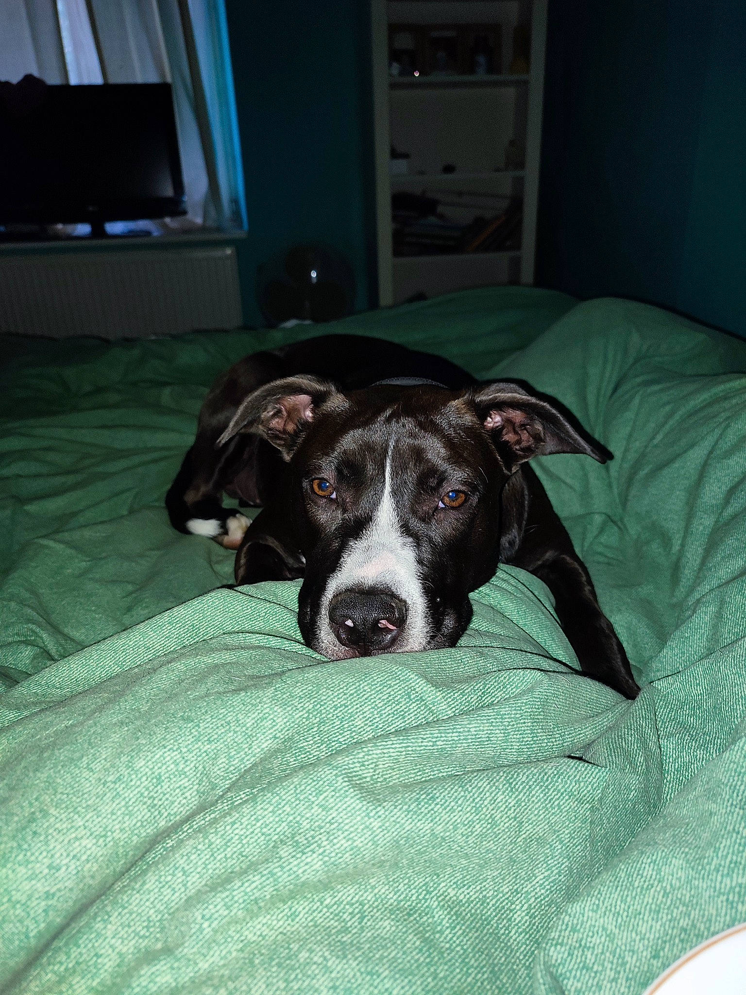 Oslo a rejoint le concours — aidez-le/la à gagner de superbes lots ! bored, cabinetry, canidae, carnivore, comfort, companion_dog, curtain, dog, dog_breed, drawer, fawn, flooring, kitchen_appliance, linens, room, snout, television, terrestrial_animal, whiskers, working_animal