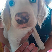 Eliot participe au concours pour gagner de l'argent avec cette photo : puppy, dog, close_up, white_fur, pink_nose, black_nose_spots, hand, person, indoor, curious, pet, animal, blurred, overexposed, holding, cute, young_dog, furry, portrait, front_view
