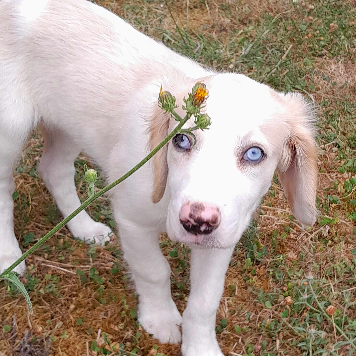 Eliot participe au concours pour gagner de l'argent avec cette photo : puppy, dog, white_dog, blue_eyes, flower, grass, outdoor, nature, animal, pet, young_dog, curious, closeup, snout, ears, nose, legs, fur, plant, ground