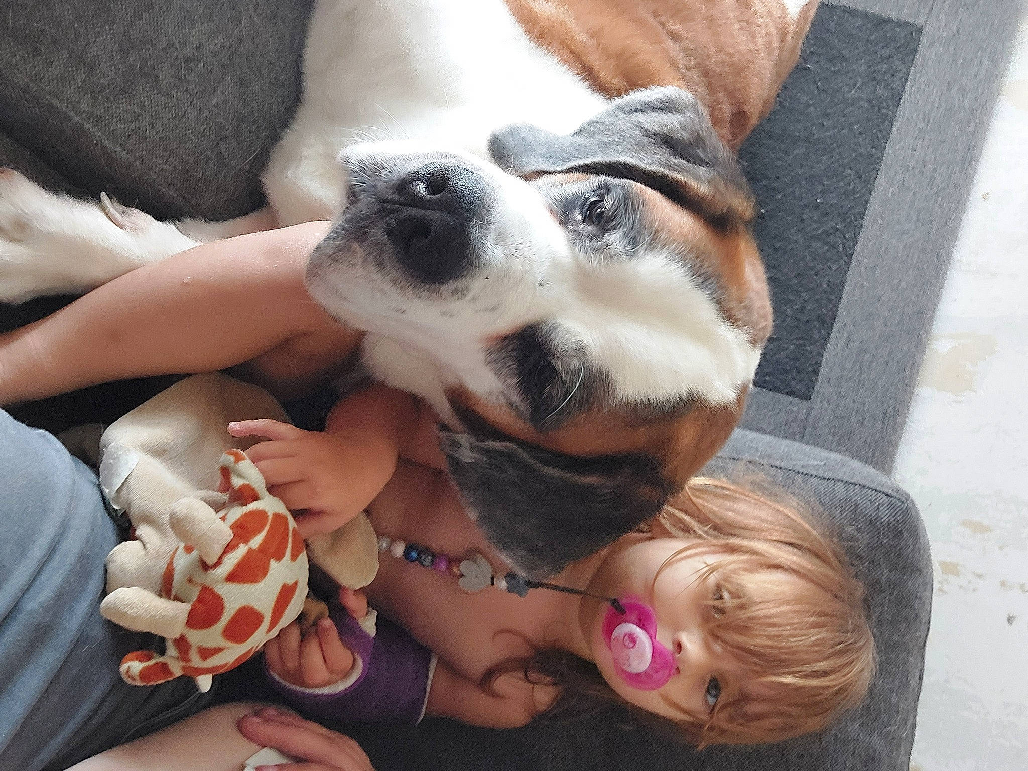 Elya a rejoint le concours — aidez-le/la à gagner de superbes lots ! canidae, carnivore, comfort, companion_dog, dog, dog_breed, ear, eyewear, fawn, foot, fur, hand, happy, nail, paw, person, selfie, sporting_group, thumb, toy_dog