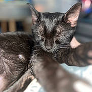Indica joined the competition — help win amazing prizes! cat, black_cat, sleeping, paw, feline, pet, closeup, cozy, indoor, animal, fur, whiskers, relaxed, cute, resting, blurred_background, soft_light, domestic_cat, mammal, sleep