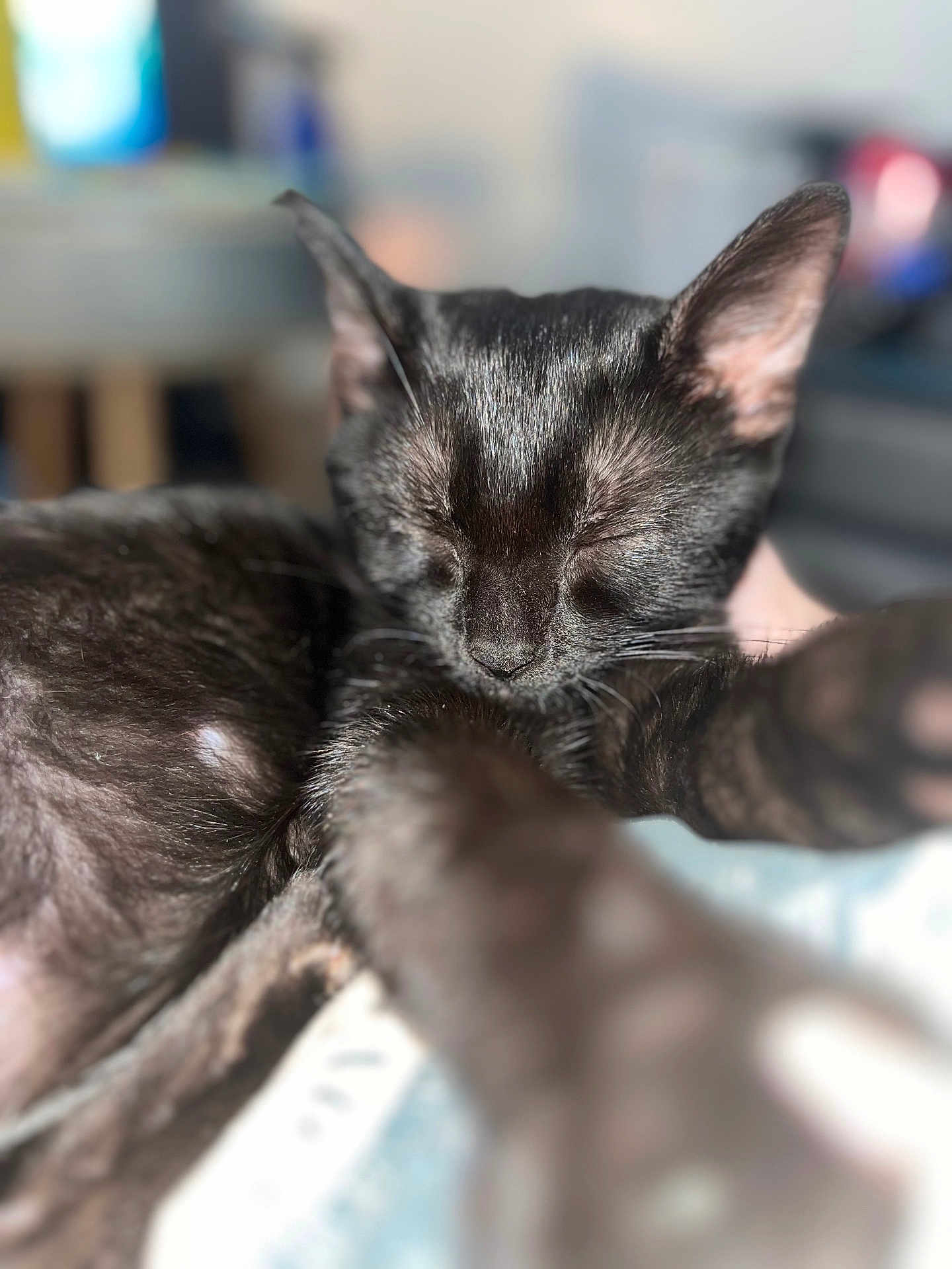 Indica