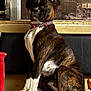 Chloe Perdue is registered to the contest to win money with this photo: dog, boxer, brindle, pet, sitting, couch, blanket, collar, indoor, window, portrait, paw, fur, mammal, bench, home, seat, looking, alert, animal