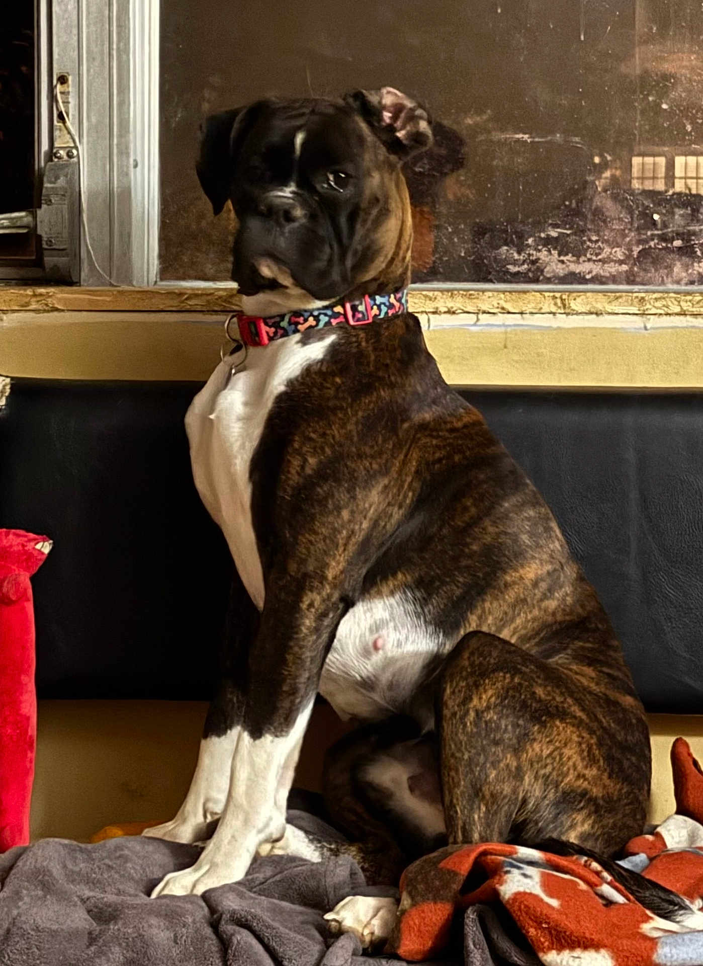 Chloe Perdue is registered to the contest to win money with this photo: dog, boxer, brindle, pet, sitting, couch, blanket, collar, indoor, window, portrait, paw, fur, mammal, bench, home, seat, looking, alert, animal