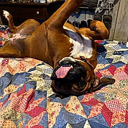 Bella Perdue is registered to the contest to win money with this photo: dog, boxer, tongue_out, upside_down, bed, quilt, blanket, indoor, pet, collar, paw, floppy_ear, portrait, playful, cozy, wooden_wall, dresser, slippers, bedroom, happy