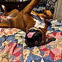 dog, boxer, tongue_out, upside_down, bed, quilt, blanket, indoor, pet, collar, paw, floppy_ear, portrait, playful, cozy, wooden_wall, dresser, slippers, bedroom, happy