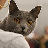 Scarlett a rejoint le concours — aidez-le/la à gagner de superbes lots ! amber_eyes, animal, cat, close_up, curious, cute, domestic_cat, ears, face, feline, fur, gray_cat, indoor, looking, mammal, pet, portrait, soft_focus, whisker, whiskers