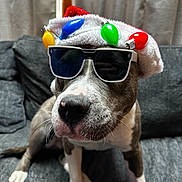 Chino joined the competition — help win amazing prizes! dog, sunglasses, santa_hat, christmas_lights, pet, canine, indoor, couch, gray_furniture, curtain, holiday, festive, costume, animal, portrait, seated, cute, whiskers, brown_and_white, companion