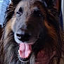 dog, pet, animal, canine, fur, tongue, mouth_open, happy, closeup, portrait, indoor, human_hand, sweater, brown_fur, black_fur, long_fur, friendly, companion, domestic_animal, animal_face
