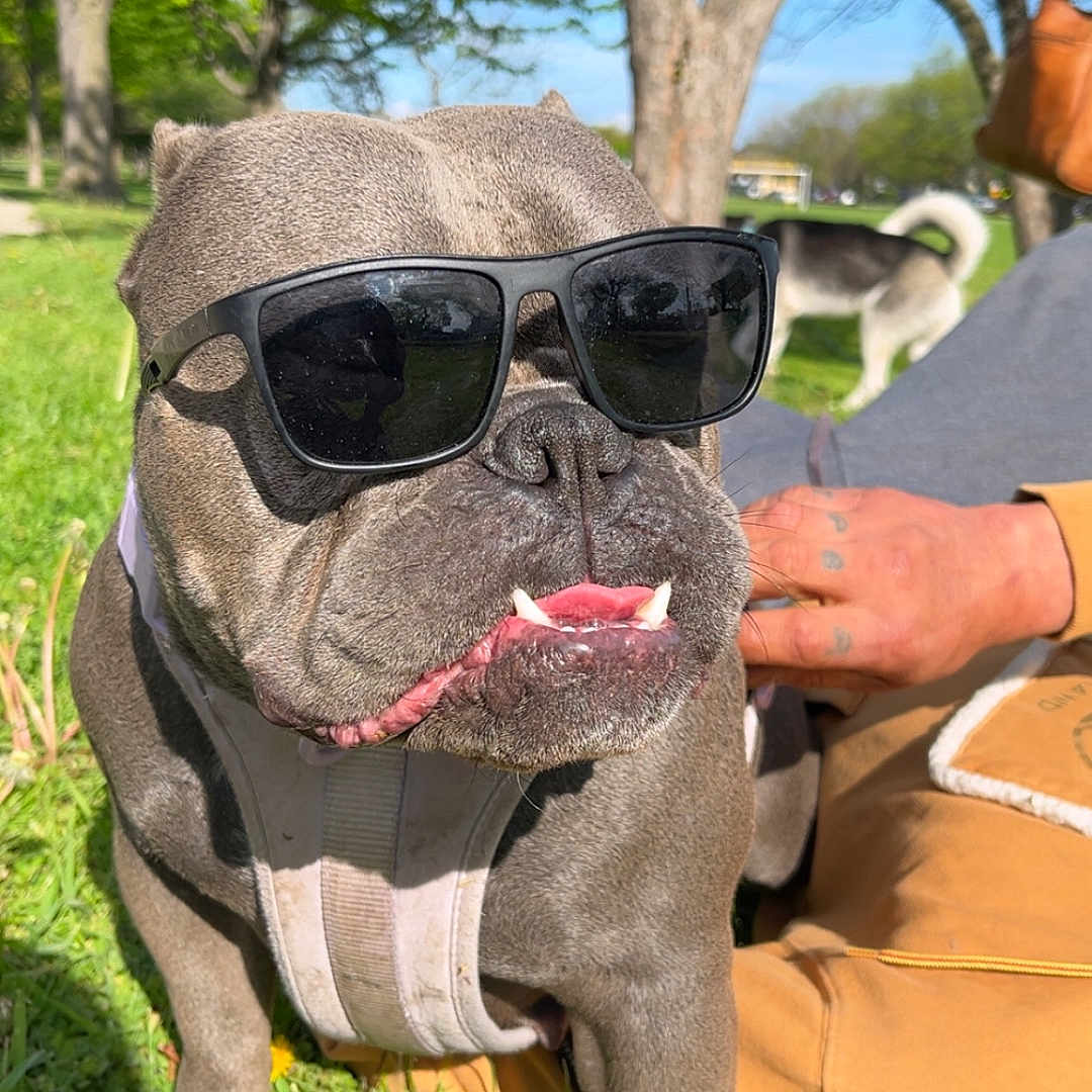 Luna is registered to the contest to win money with this photo: accessories, adult, animal, bulldog, canine, dog, face, glasses, grass, head, male, man, person, pet, photography, plant, portrait, sunglasses, tree, vegetation