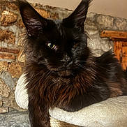 Aslan a rejoint le concours — aidez-le/la à gagner de superbes lots ! animal, black_cat, cat, cat_tree, close_up, cozy, domestic_animal, ears, feline, fluffy, fur, indoor, lounging, maine_coon, pet, portrait, resting, stone_wall, tufts, wooden_furniture
