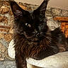 animal, black_cat, cat, cat_tree, close_up, cozy, domestic_animal, ears, feline, fluffy, fur, indoor, lounging, maine_coon, pet, portrait, resting, stone_wall, tufts, wooden_furniture