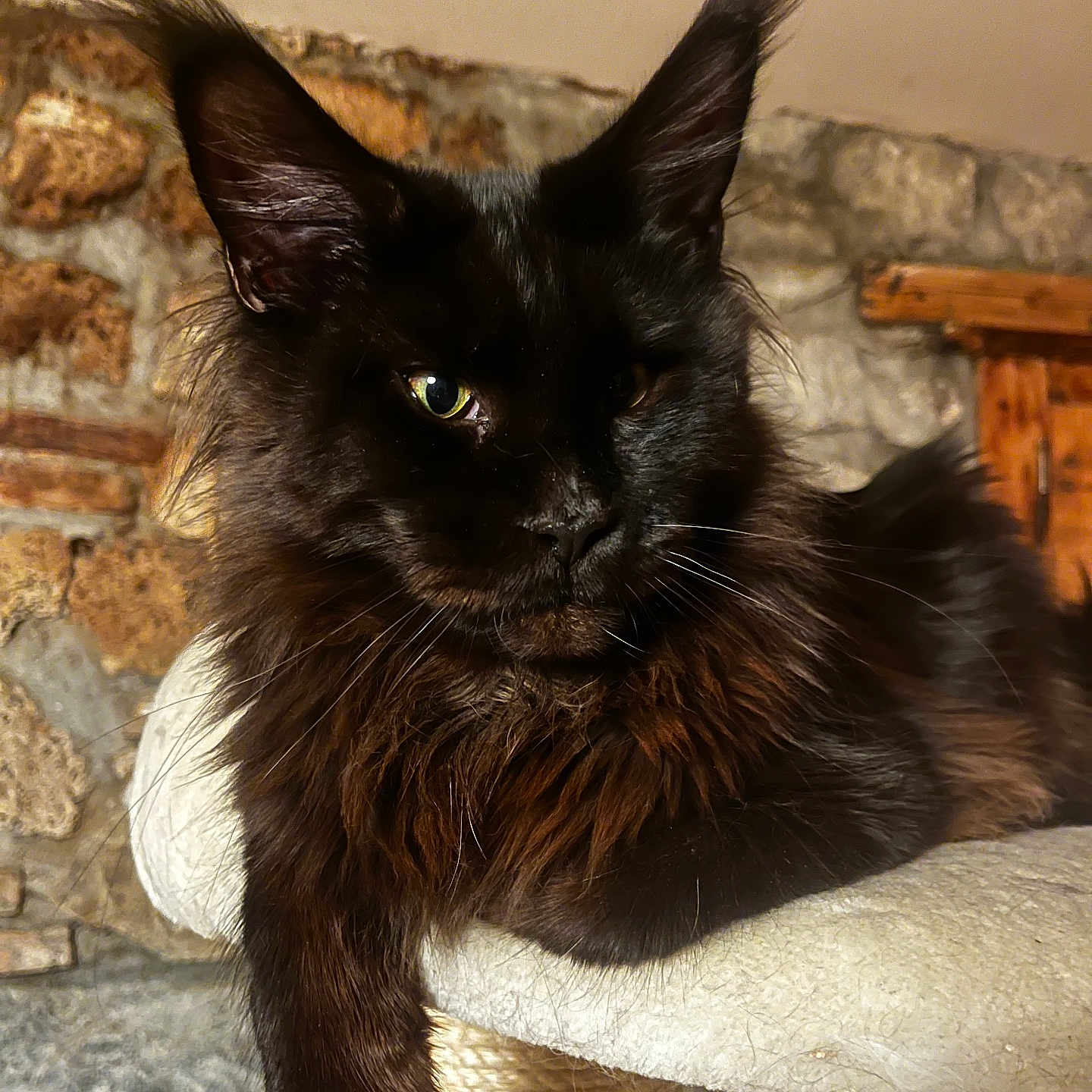 Aslan