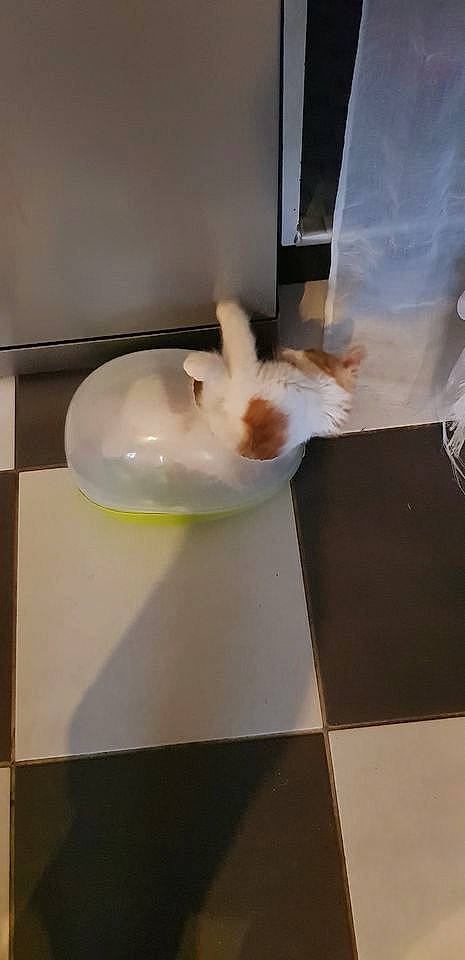 Cannabis a rejoint le concours — aidez-le/la à gagner de superbes lots ! art, automotive_design, ceiling, ceramic, display_case, felidae, floor, flooring, glass, hardwood, plaster, plumbing, room, small_to_medium_sized_cats, tail, transparent_material, visual_arts, whiskers, wing, wood