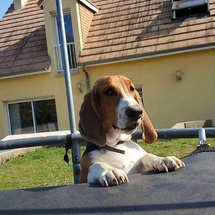 Symba a rejoint le concours — aidez-le/la à gagner de superbes lots ! beagle, beagle_harrier, building, canidae, carnivore, chair, collar, companion_dog, dog, dog_breed, dog_supply, fawn, grass, hound, house, scent_hound, siding, snout, sporting_group, window