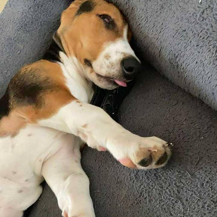 Symba participe au concours pour gagner de l'argent avec cette photo : canidae, carnivore, collar, comfort, companion_dog, dog, dog_breed, fawn, finnish_hound, fur, hound, non_sporting_group, paw, scent_hound, snout, sporting_group, street_dog, tail, whiskers, working_animal