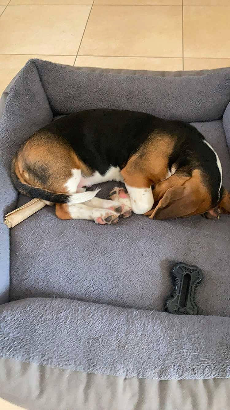 Symba participe au concours pour gagner de l'argent avec cette photo : beagle, beagle_harrier, canidae, carnivore, comfort, companion_dog, couch, dog, dog_breed, fawn, finnish_hound, hound, linens, nap, paw, scent_hound, sleep, snout, sporting_group, tail