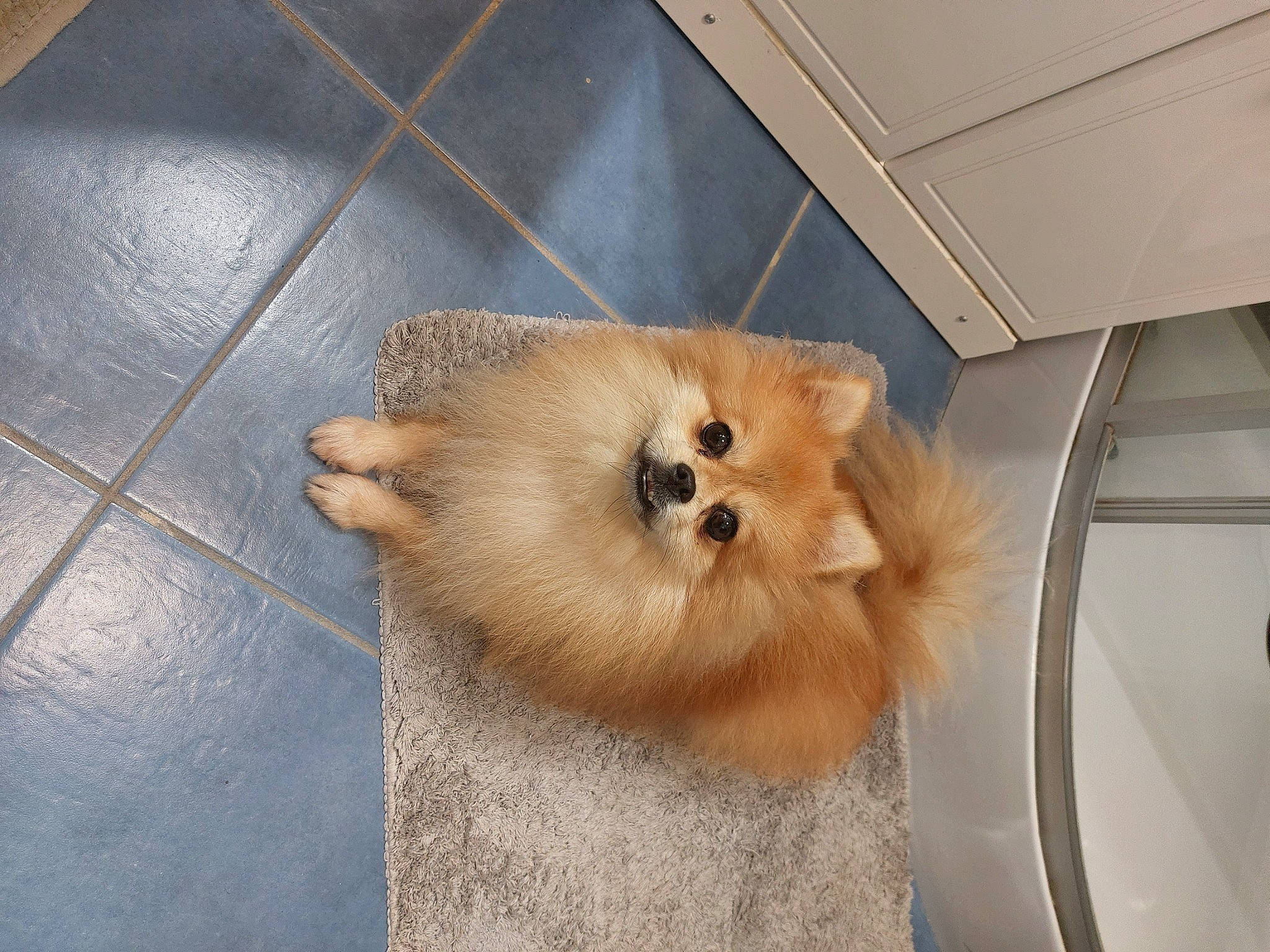 Jack a rejoint le concours — aidez-le/la à gagner de superbes lots ! carnivore, companion_dog, dog, dog_breed, fawn, felidae, flooring, fur, german_spitz, german_spitz_klein, german_spitz_mittel, hardwood, snout, spitz, tail, toy_dog, volpino_italiano, whiskers, wood, working_animal