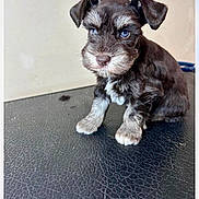 Hank is registered to the contest to win money with this photo: puppy, dog, blue_eyes, fur, small, cute, pet, animal, sitting, indoor, closeup, face, ears, legs, nose, whiskers, black, brown, white, texture