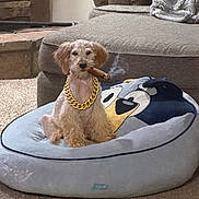 Daisy joined the competition — help win amazing prizes! dog, pet, dog_bed, chain, cigar, living_room, carpet, couch, blanket, stone_wall, plush, small_dog, indoor, animal, furniture, cute, sitting, gold_chain, smoke, funny