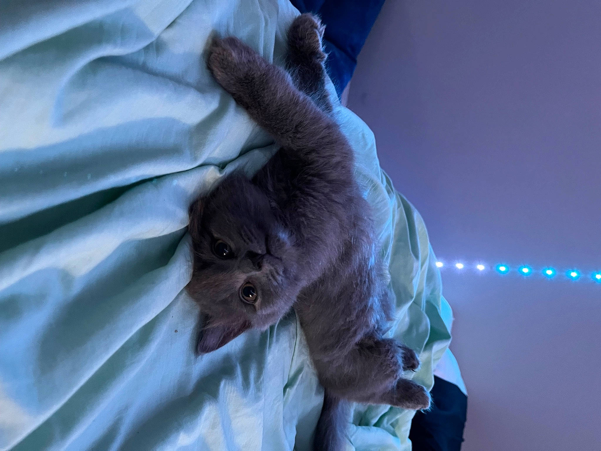 Smoky is registered to the contest to win money with this photo: bat, canidae, cat, claw, electric_blue, event, fawn, feather, felidae, fur, gesture, glove, happy, rodent, small_to_medium_sized_cats, snout, tail, whiskers, wildlife, wing