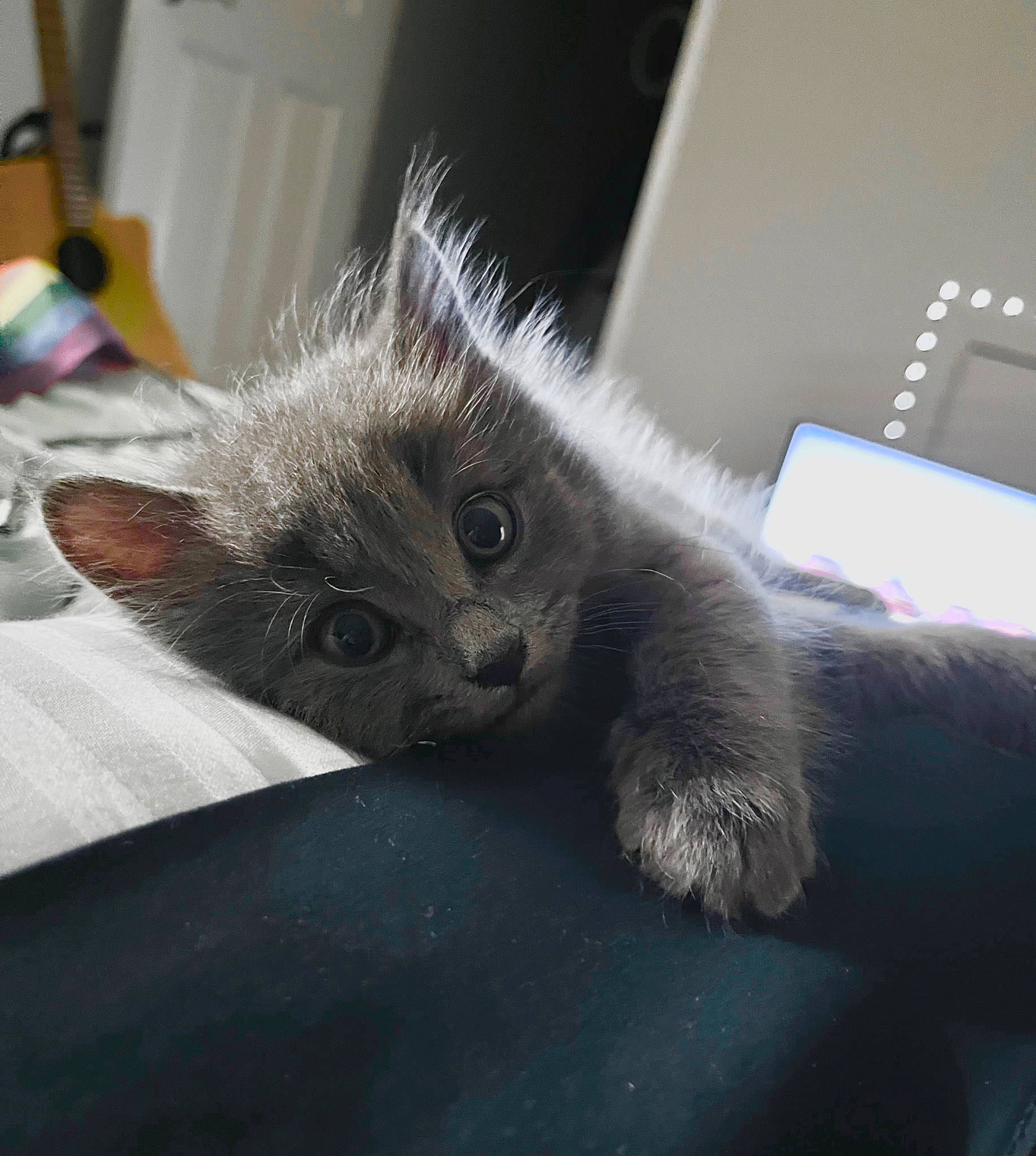 Smoky joined the competition — help win amazing prizes! carnivore, cat, claw, comfort, computer_keyboard, domestic_short_haired_cat, fawn, felidae, fur, grey, paw, small_to_medium_sized_cats, tail, whiskers