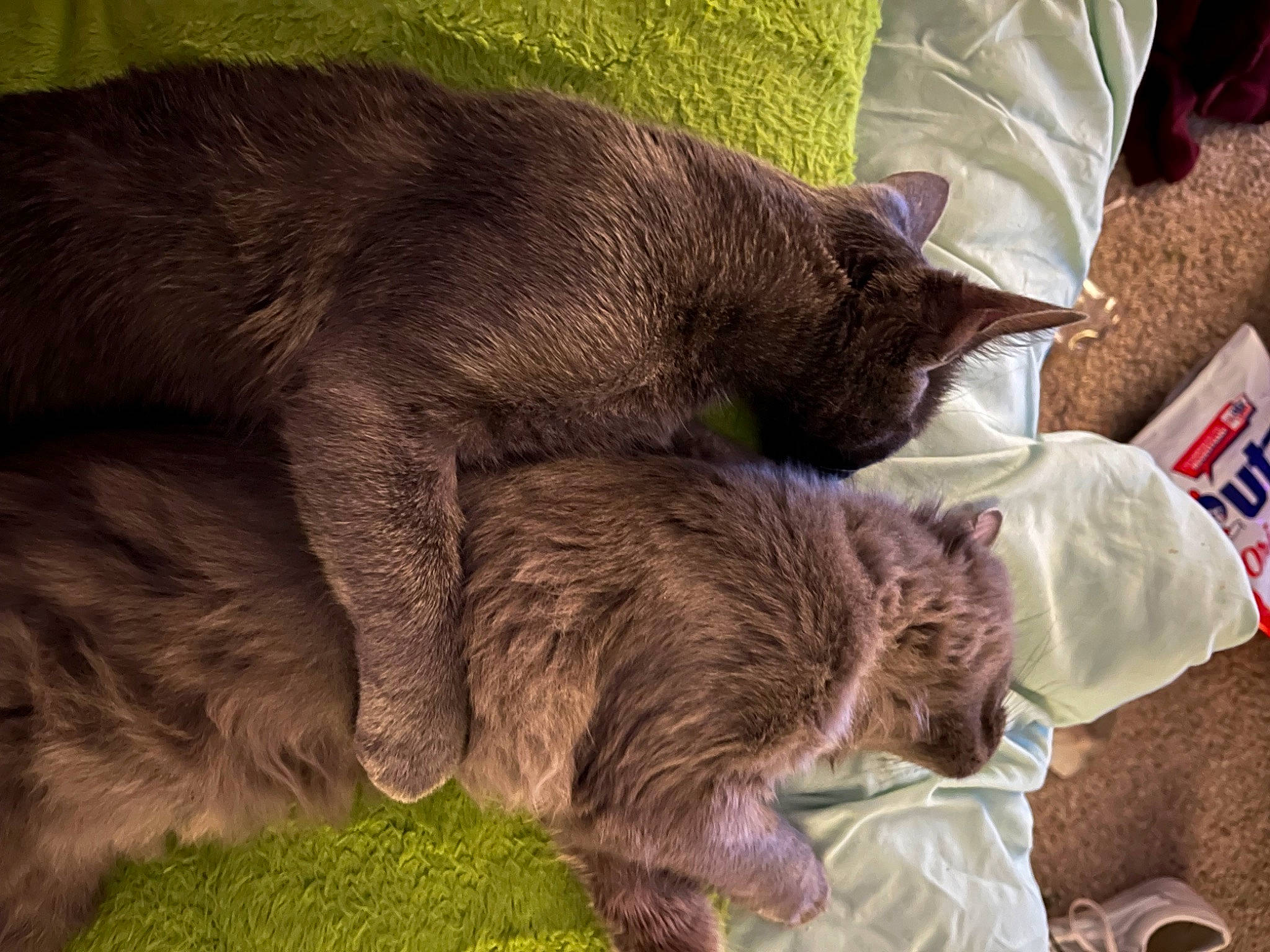 Smoky is registered to the contest to win money with this photo: carnivore, cat, claw, comfort, dog_breed, domestic_short_haired_cat, felidae, fur, liver, nap, small_to_medium_sized_cats, tail, terrestrial_animal, whiskers