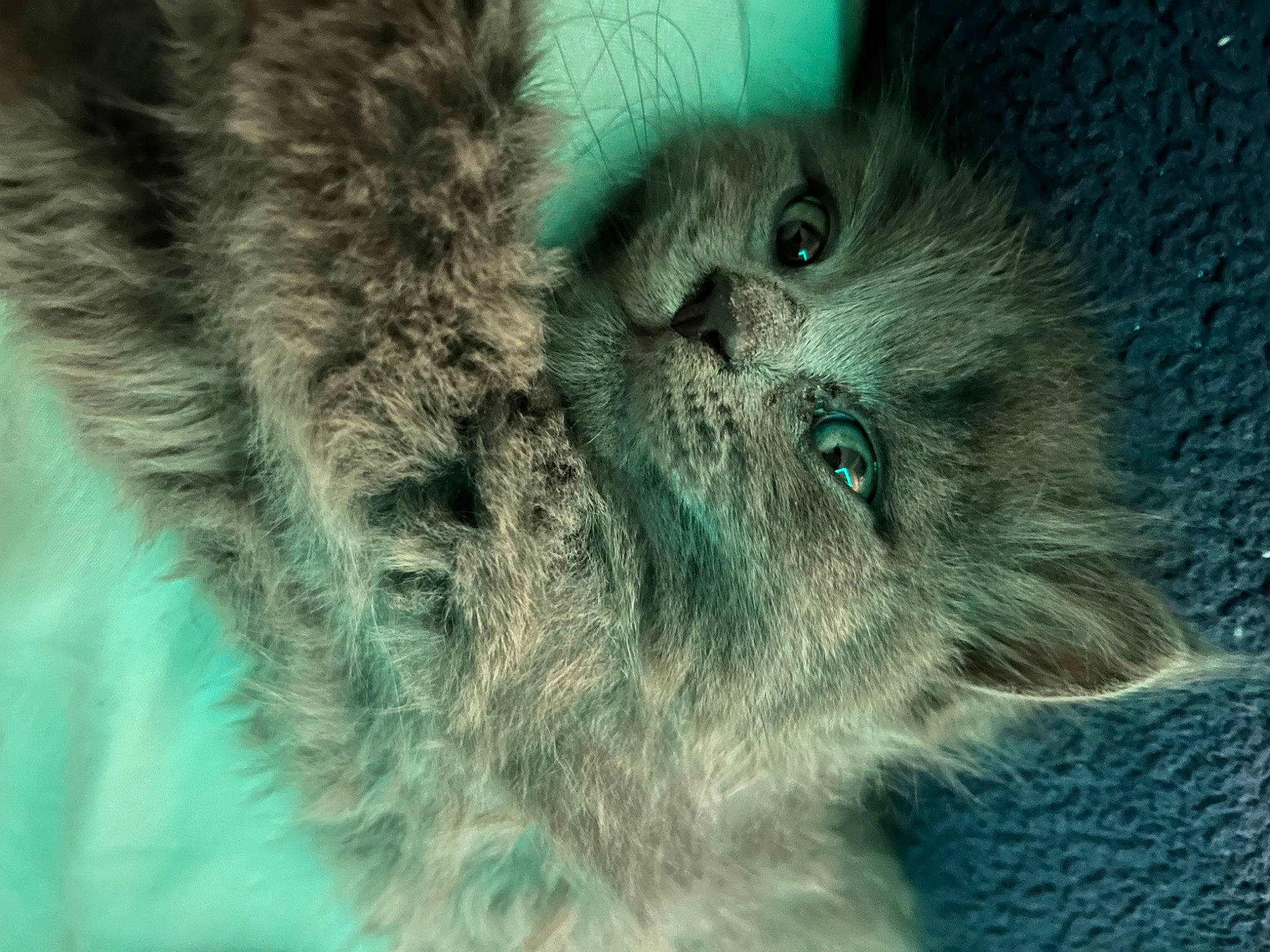 Smoky joined the competition — help win amazing prizes! azure, carnivore, cat, claw, close_up, domestic_short_haired_cat, electric_blue, fawn, felidae, fur, grey, paw, plant, small_to_medium_sized_cats, snout, tail, terrestrial_animal, tree, whiskers, wildlife