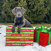 Ruger is registered to the contest to win money with this photo: puppy, dog, christmas, gift_box, snow, outdoor, greenery, holiday, festive, cute, animal, pet, winter, blue_collar, present, nature, christmas_gift, christmas_decor, box, playful