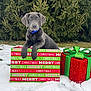 puppy, dog, christmas, gift_box, snow, outdoor, greenery, holiday, festive, cute, animal, pet, winter, blue_collar, present, nature, christmas_gift, christmas_decor, box, playful