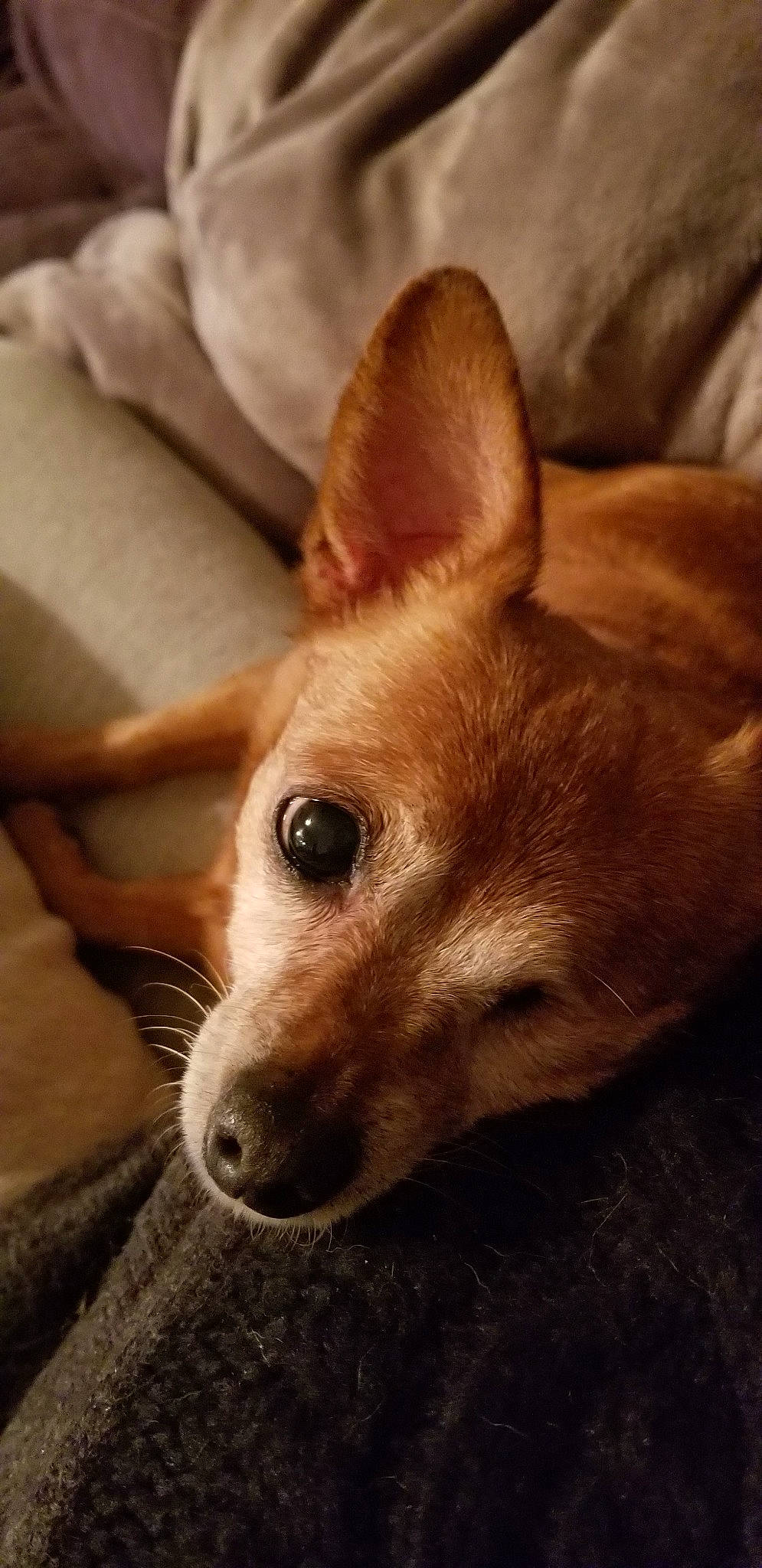 Janey is registered to the contest to win money with this photo: basenji, canidae, carnivore, chihuahua, companion_dog, corgi_chihuahua, dog, dog_breed, ear, fawn, feist, mammal, pembroke_welsh_corgi, puppy, rat_terrier, snout, toy_fox_terrier, vertebrate, welsh_corgi, whiskers