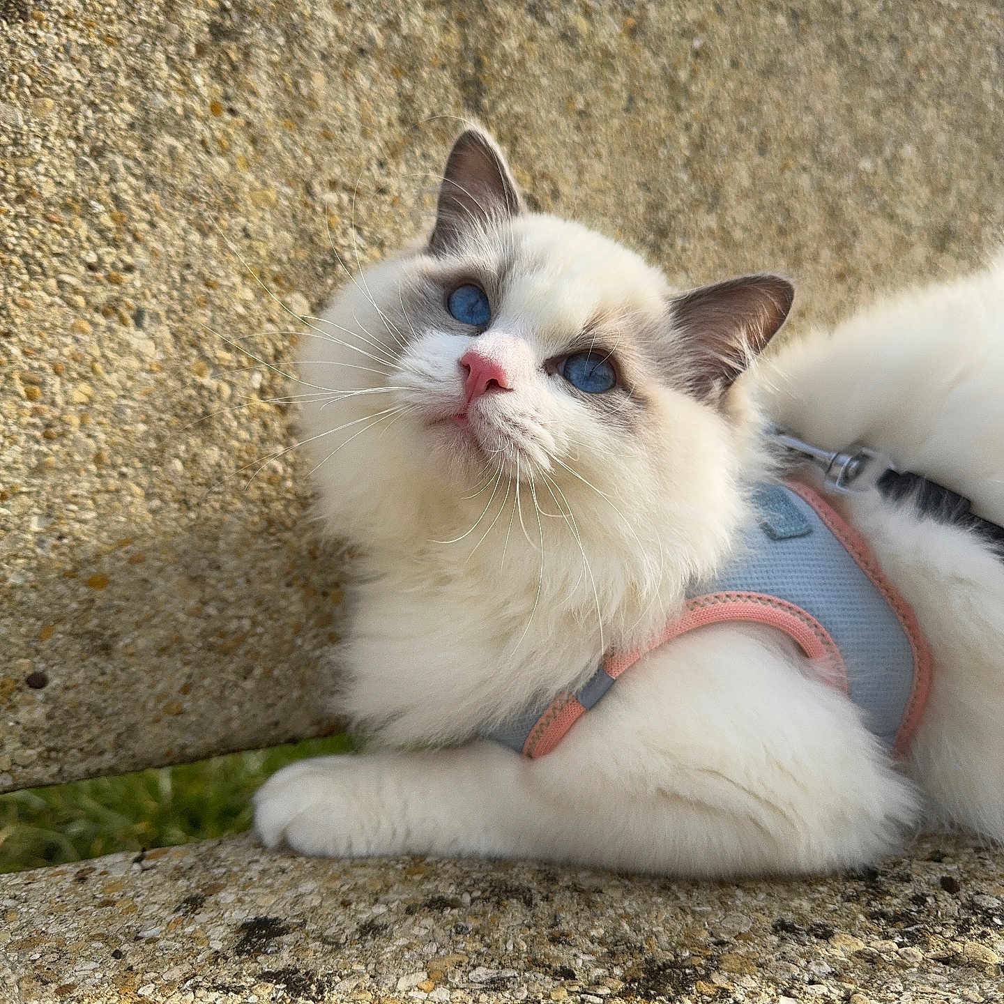 Vicomte a rejoint le concours — aidez-le/la à gagner de superbes lots ! accessories, angora, animal, architecture, building, cat, harness, kitten, leash, manx, person, pet, rock, siamese, slate, sleeping, soil, strap, wall, white