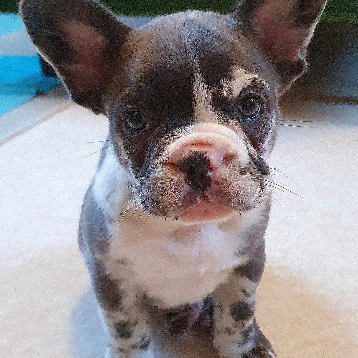 Atlas a rejoint le concours — aidez-le/la à gagner de superbes lots ! animal, bostonbull, boxer, bulldog, canine, chihuahua, dog, frenchbulldog, pet, pitbull, puppy, snout, whitedog