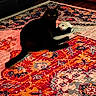 Cable joined the competition — help win amazing prizes! animal, black_cat, cat, claw, colorful_rug, cozy, curious_eyes, domestic_cat, floor, furniture, home, indoor, mammal, paw, pet, playful, relaxed, rug, toy, whiskers